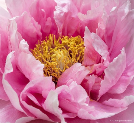 Peony detail