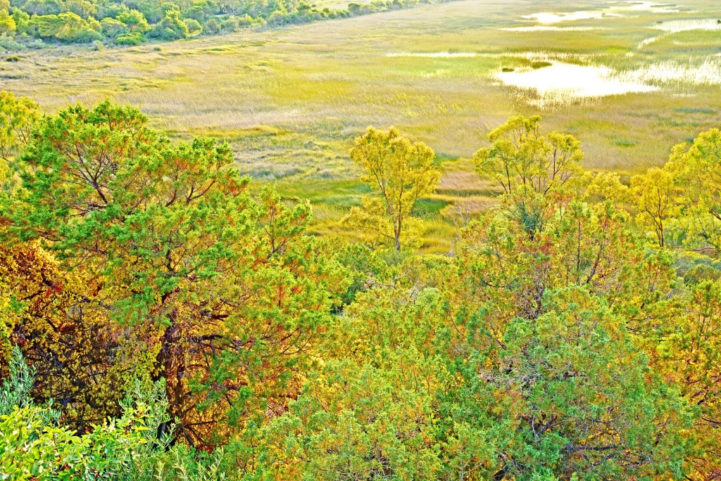 Swamp Biotope and  wood surrounding.