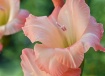 Peach Gladiolus