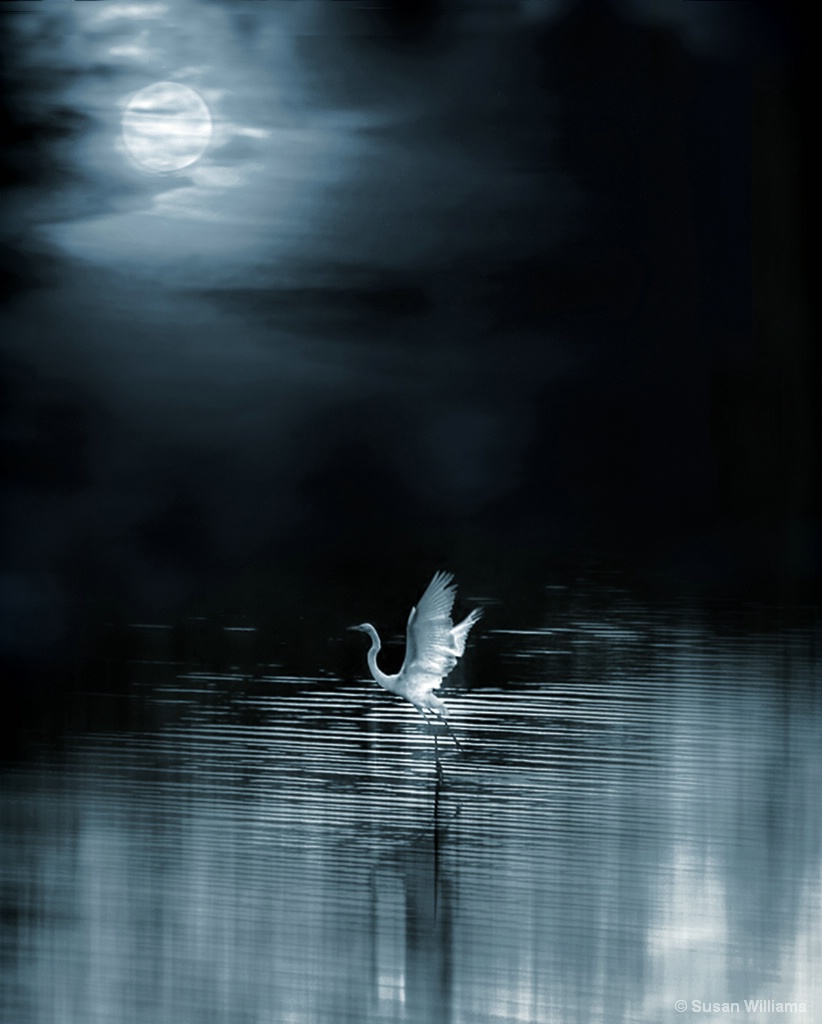 Dance of the Egret