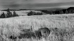 Ancient Plow