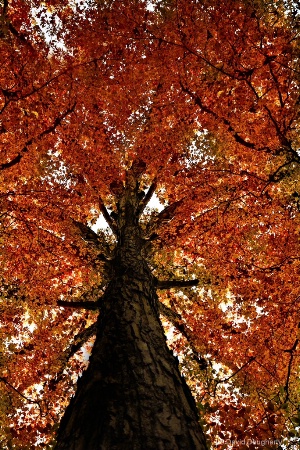 Fall White Oak