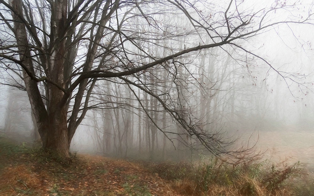 Tree & Fog