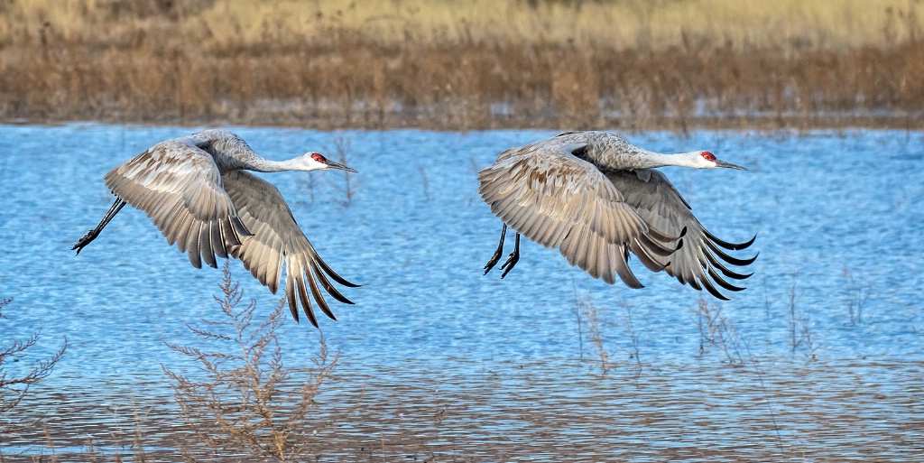 Sand Hill Cranes   