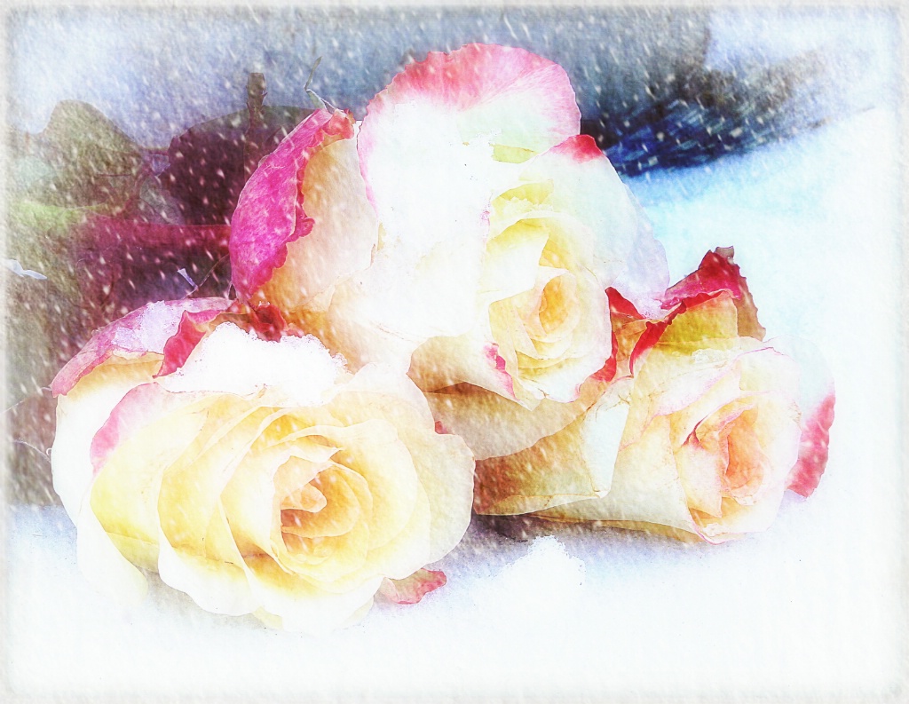 Roses in the Snow