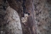 Eurasian Scops Ow...