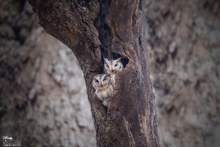 Eurasian Scops Owls.