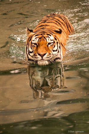 Tiger Swimming 3-0 F LR 9-16-18 J177