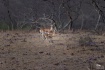 Chinkaras (Indian...