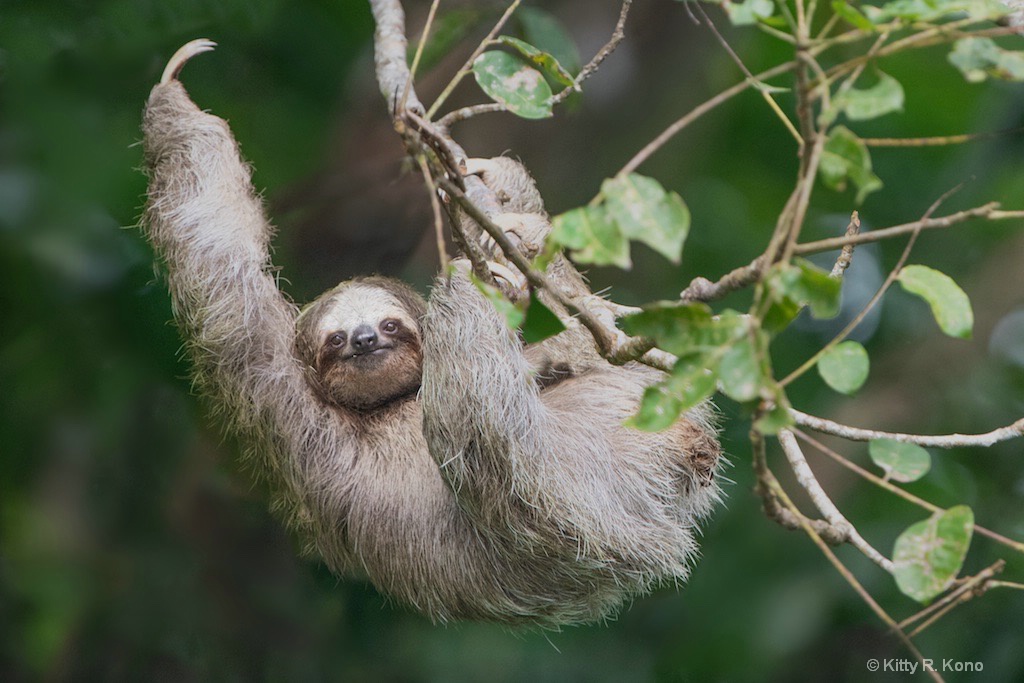 Three Toed Sloth Waving Hello - ID: 15659688 © Kitty R. Kono