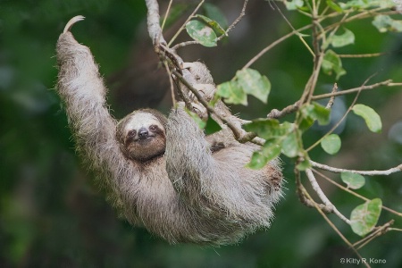 Three Toed Sloth Waving Hello