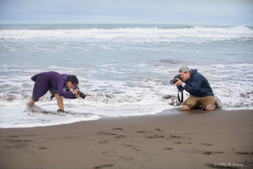 Yumiko and Scott Photographing a little Turtle - ID: 15659690 © Kitty R. Kono