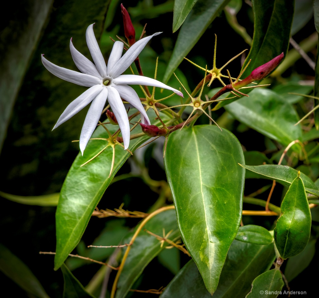 Garden Star