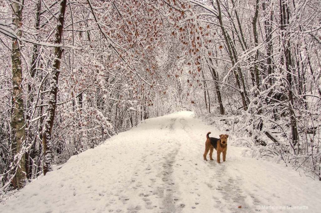 A snowy morning