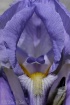 Designer Iris