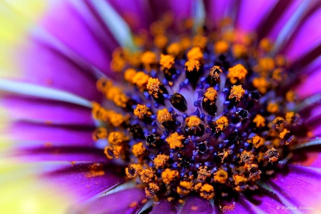 Osteospermum III