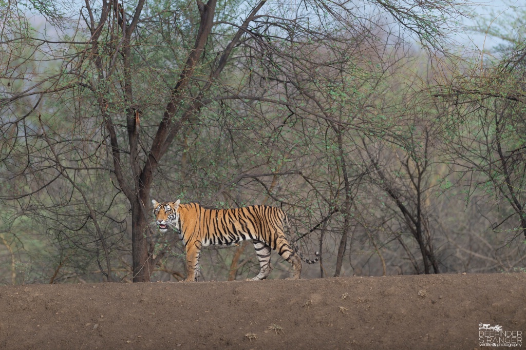 Tiger-sub adult male.