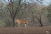 Tiger-sub adult m...