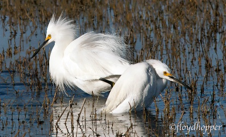 Snowy Egrets