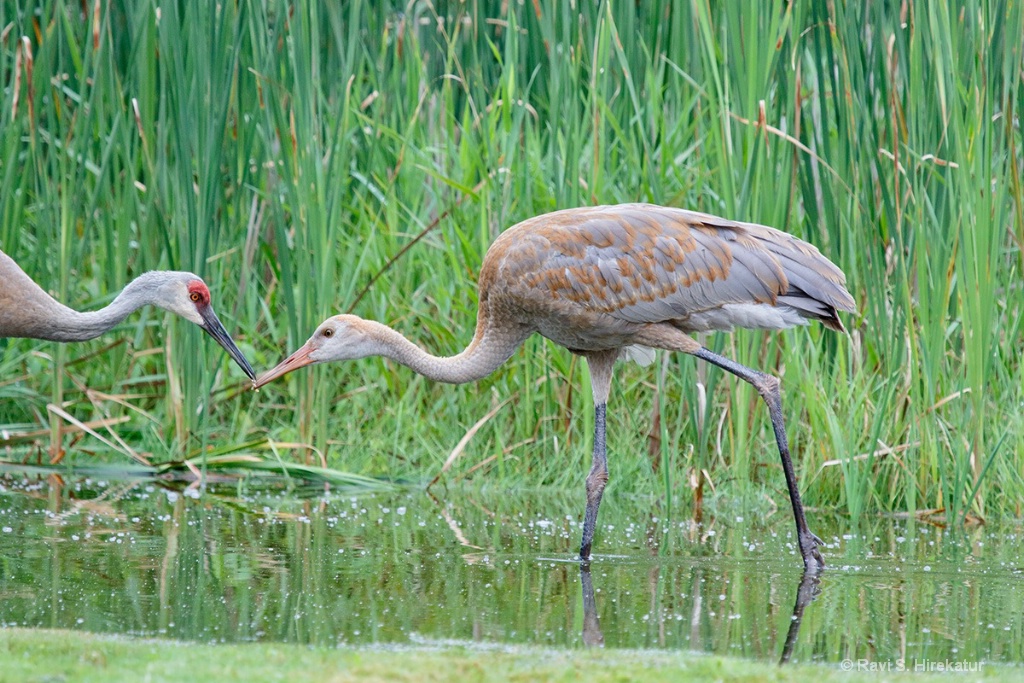 Sandhill Crane Parent Transferring a Grub to Chick - ID: 15659803 © Ravi S. Hirekatur