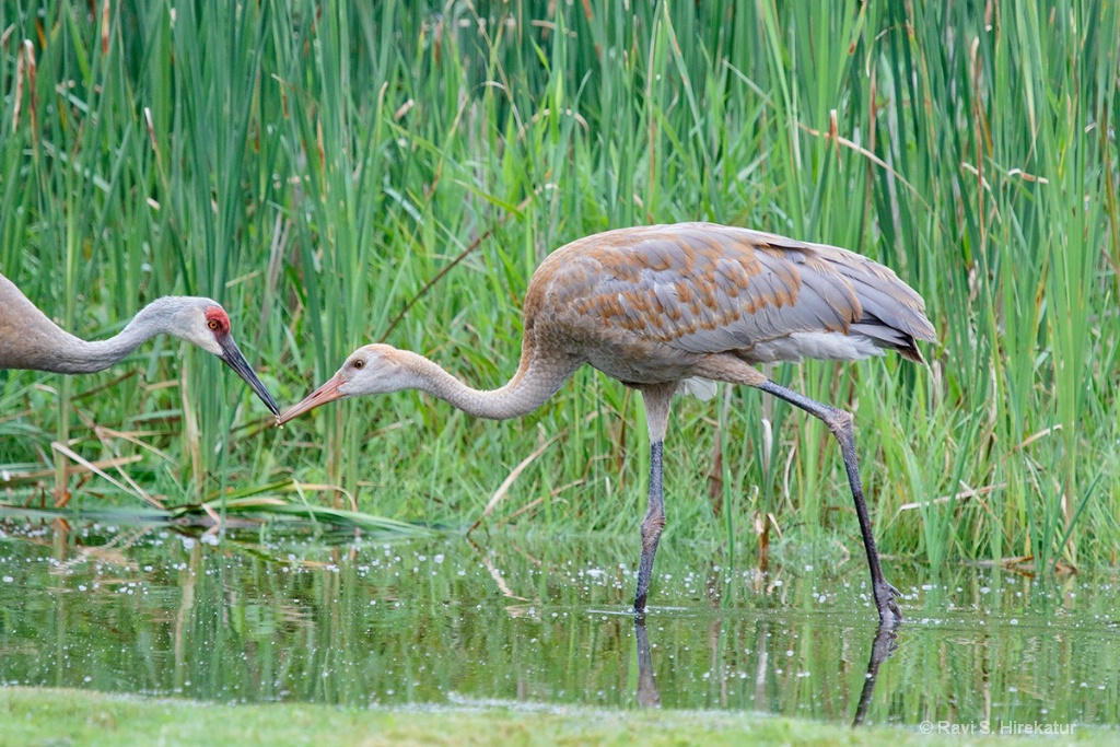 Sandhill Crane Parent Transferring a Grub to Chick