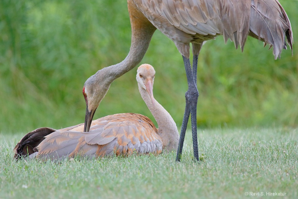 Sandhill Crane Parent Grooming the Chick - ID: 15659804 © Ravi S. Hirekatur