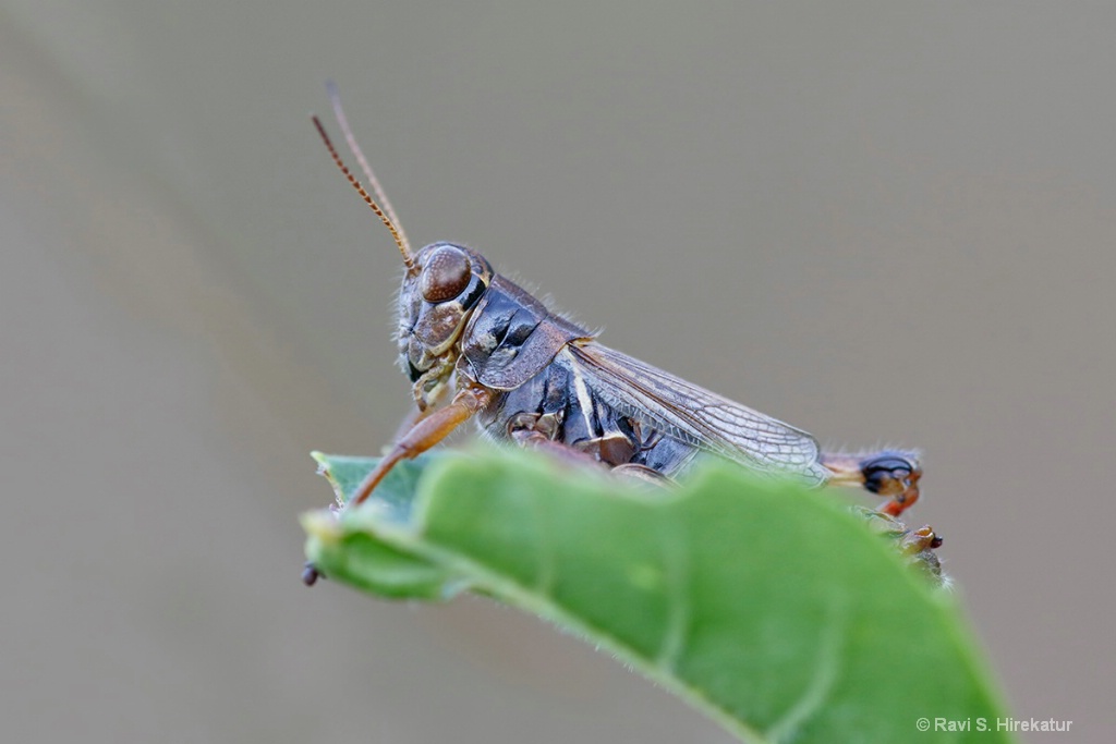 Grasshopper - ID: 15659805 © Ravi S. Hirekatur