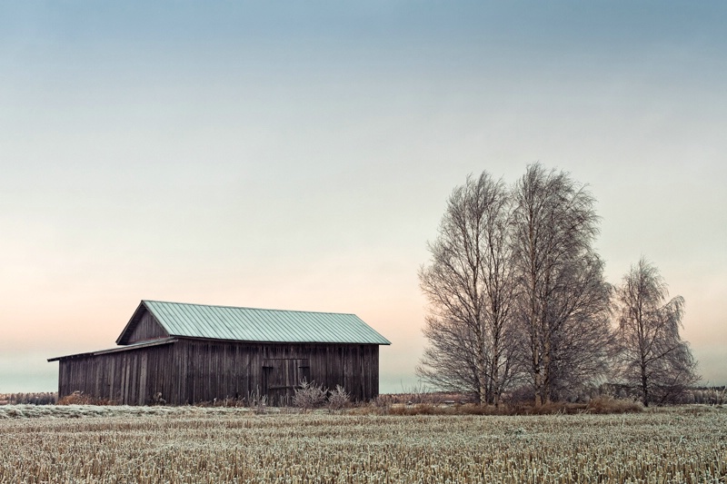 Barn House And Birch Trees On A Frosty Mornin