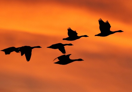 Birds in Flight