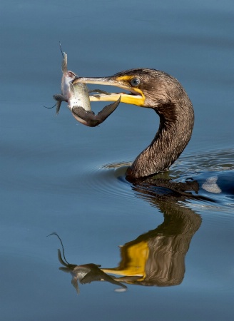 Cormorant