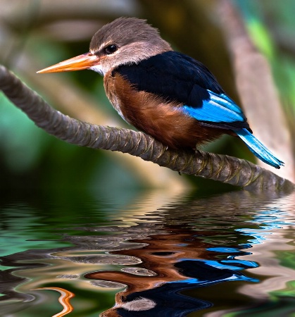 Kingfisher Reflection