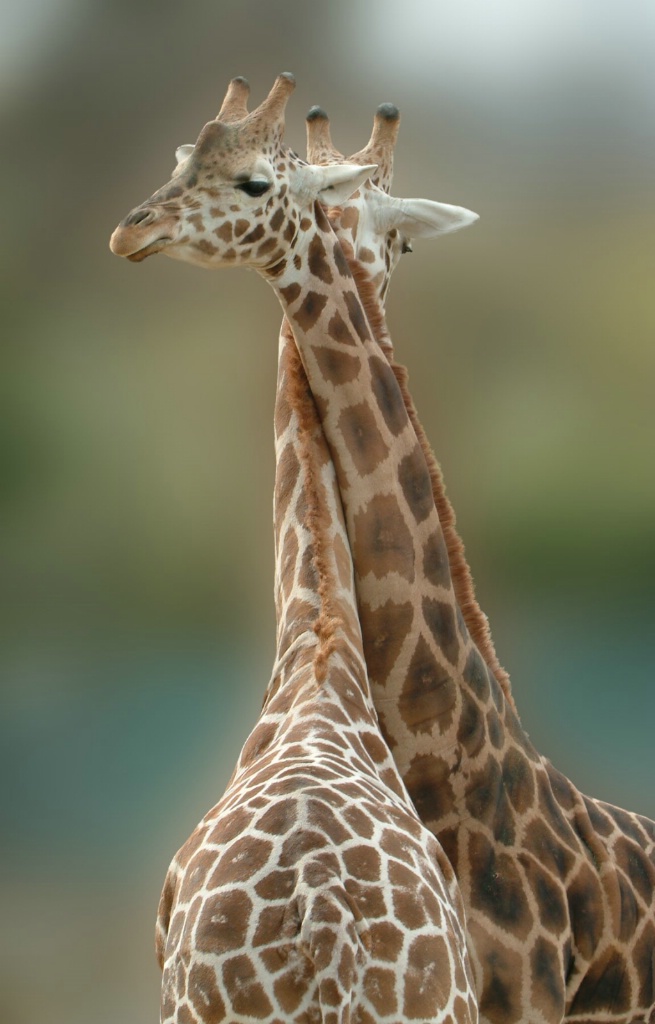 Pair of Giraffes