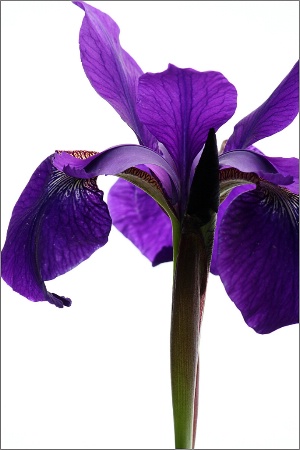 Siberian iris close up