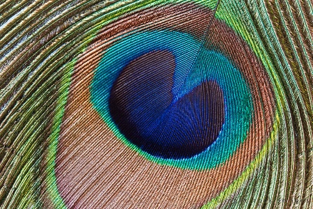 Peacock Feather