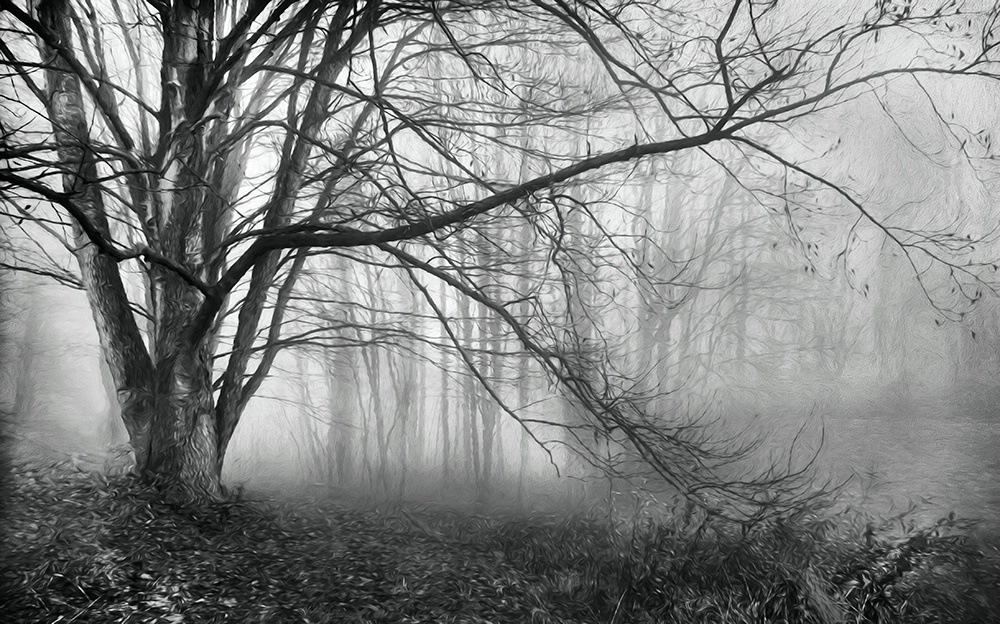 Tree & Fog B&W