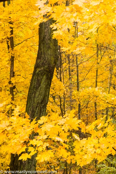 Bruce Trail in Autumn