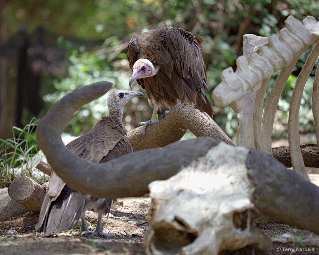 Hooded Vultures - ID: 15661287 © Terry Korpela