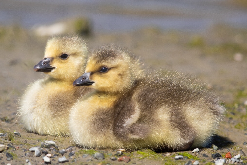 Canada Geese (infant) - ID: 15661290 © Terry Korpela