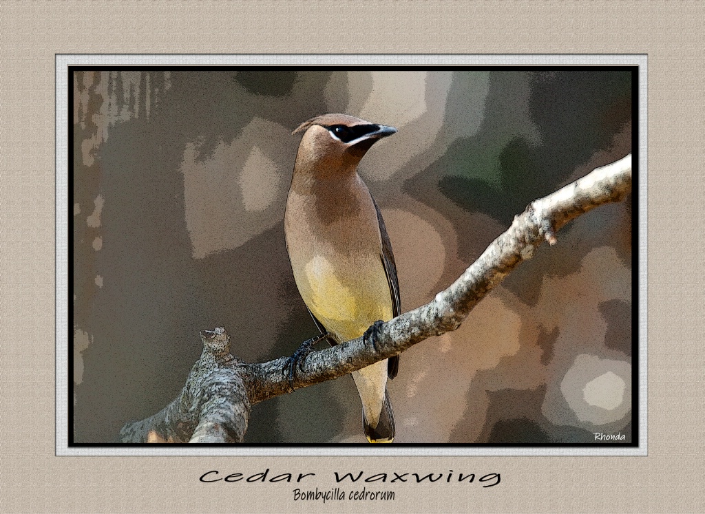 Cedar Waxwing - ID: 15661303 © Rhonda Maurer