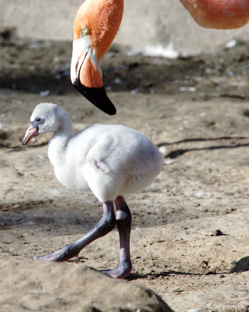 Flamingo Baby with Mom - ID: 15661328 © Terry Korpela