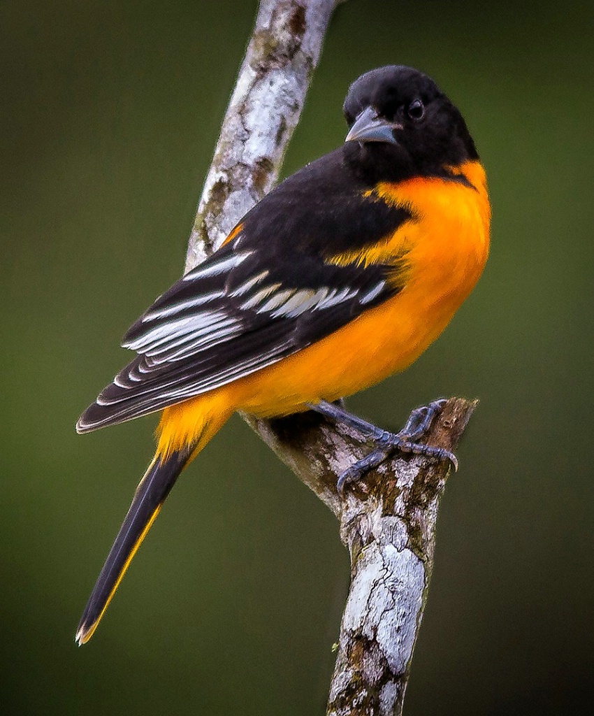 Baltimore Oriole