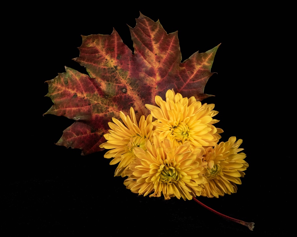 A Leaf with Mums