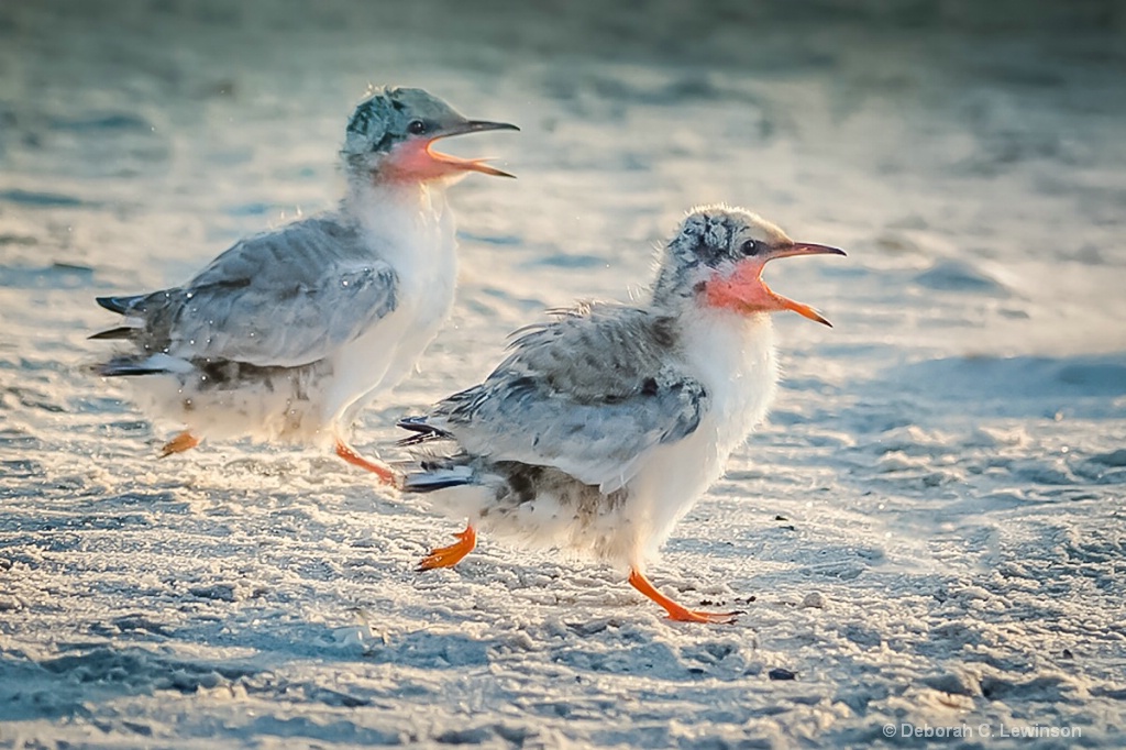 Hungry Chicks - ID: 15661352 © Deborah C. Lewinson