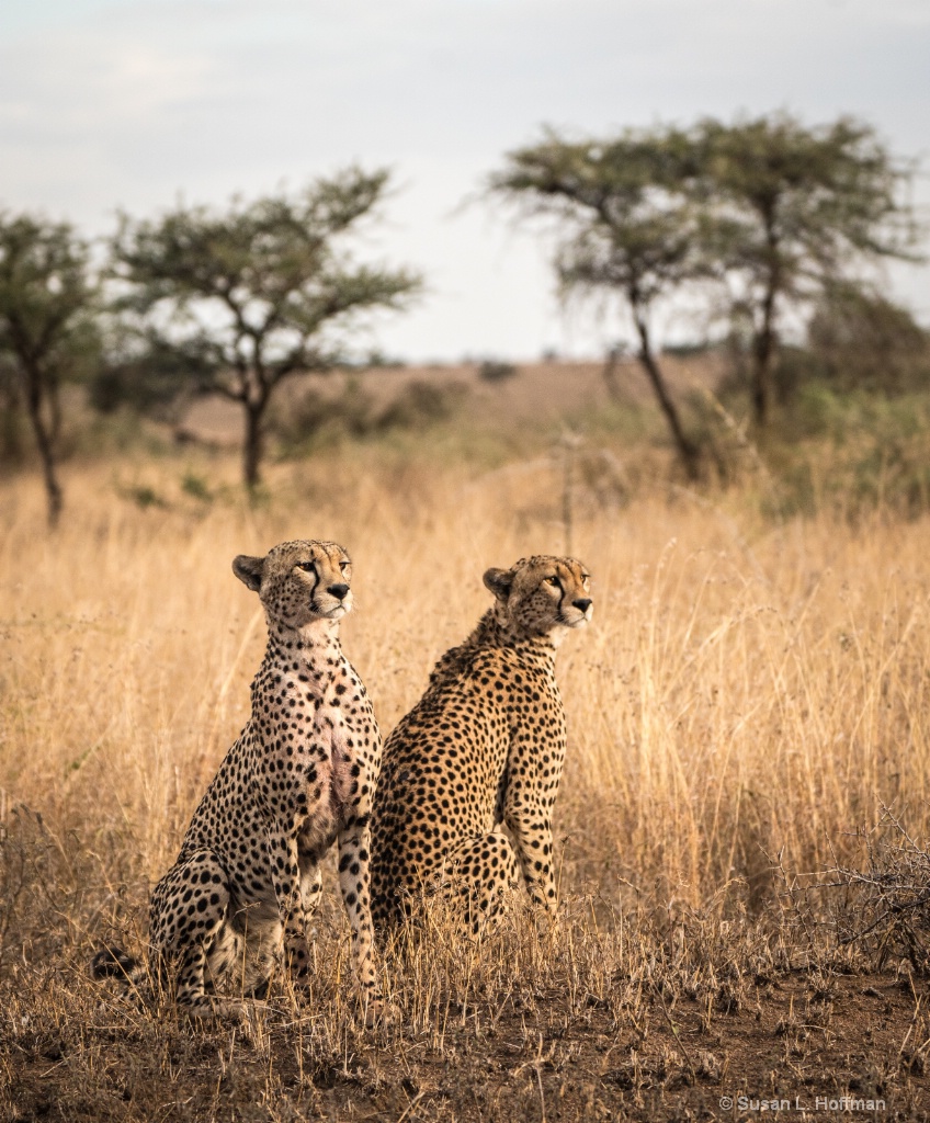 Tanzania jaguars - ID: 15661550 © Susan L. Hoffman