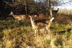White-tailed deer