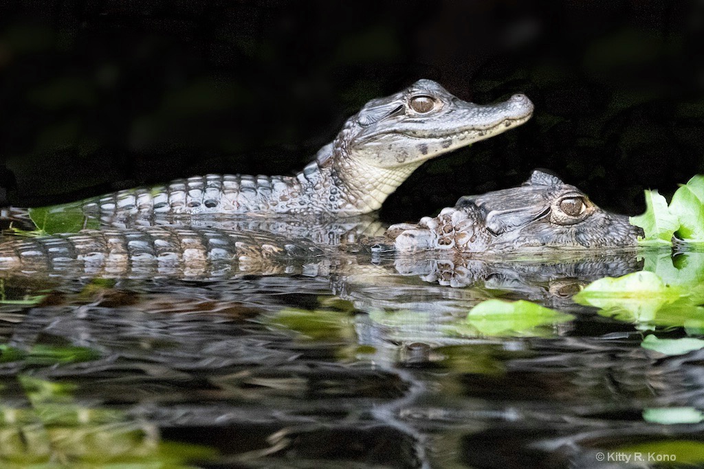 Two Caiman