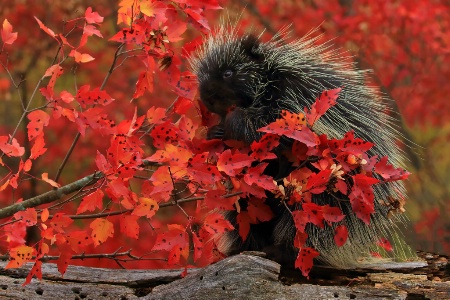 Porpcupine In Red Leaves