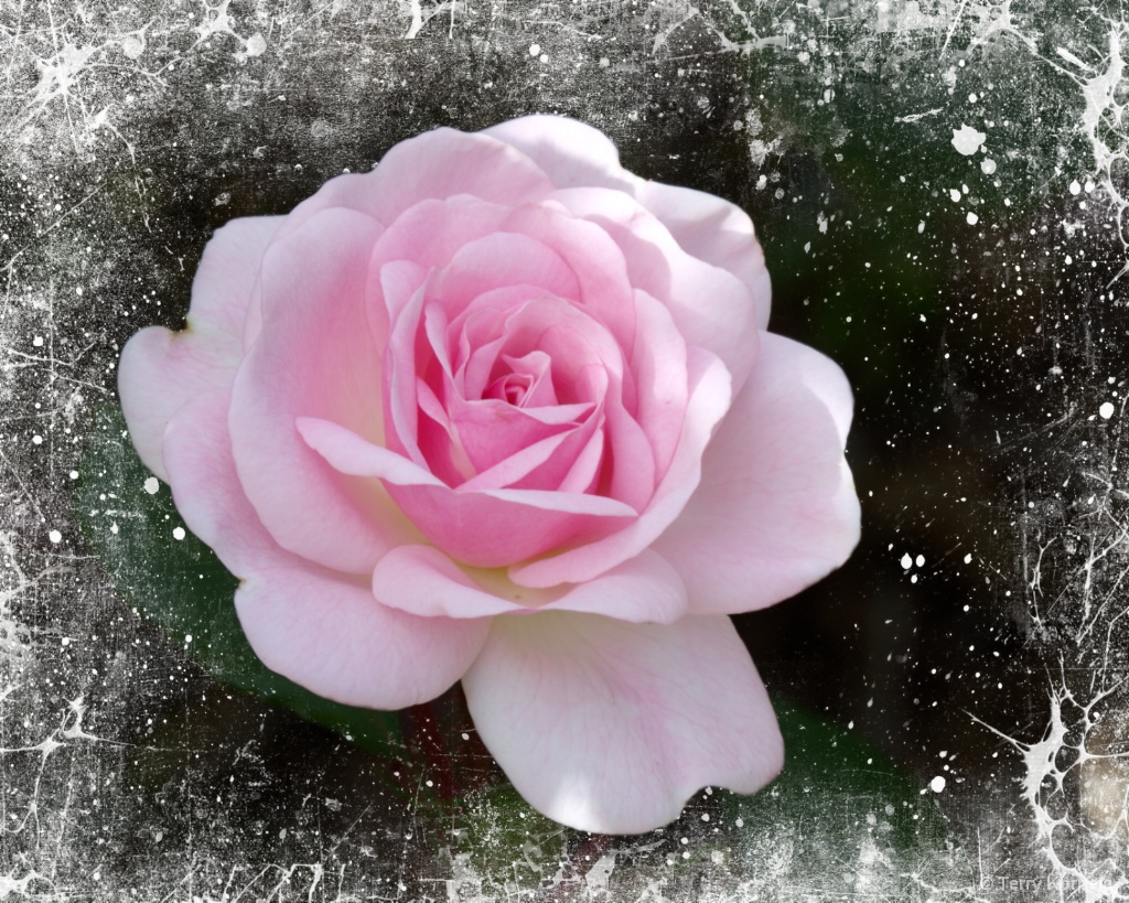 A Nice Rose - ID: 15661840 © Terry Korpela