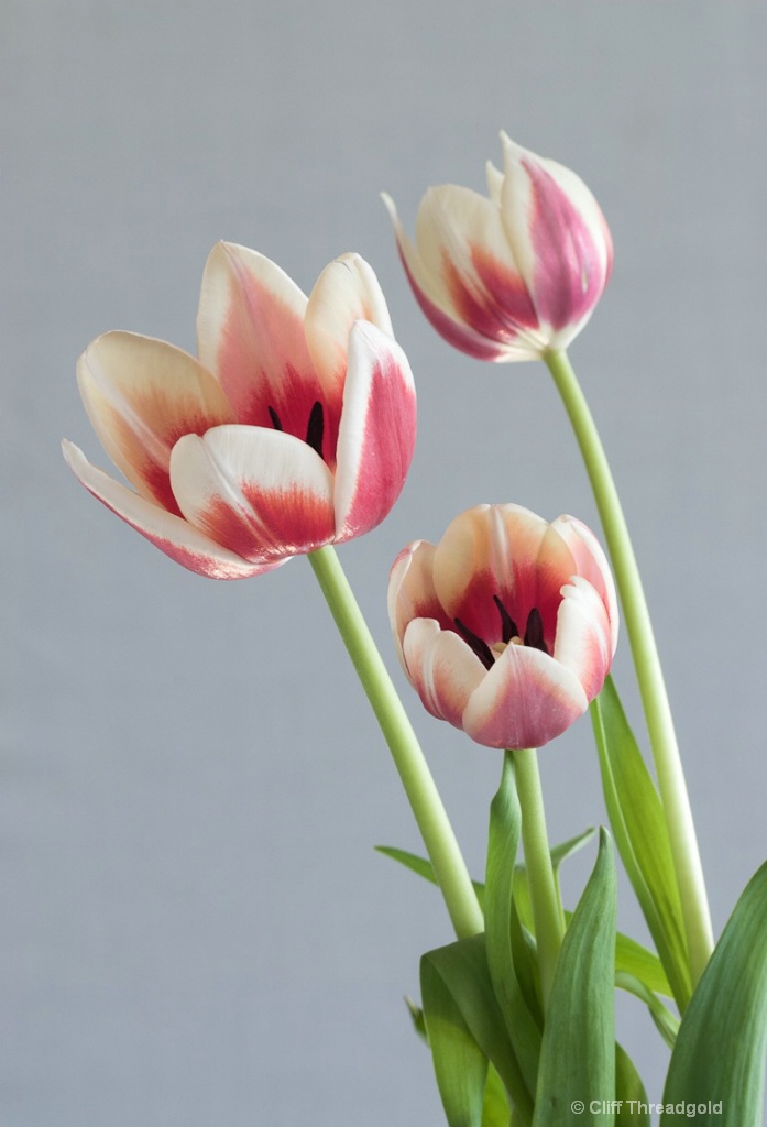 Still Life - Flower, Tulip