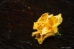 Still Life - Flow...